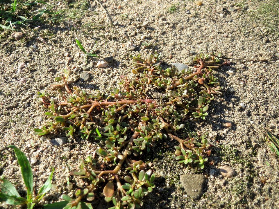 Portulak (Portulaca oleracea) auf einer Streuobstwiese in Hockenheim