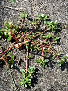 Ritzenbotanik: Portulak (Portulaca oleracea) auf Pflasterstein am Bahnhof Hockenheim