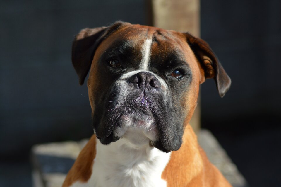 Pet dog royalty free