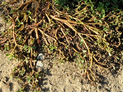 Portulak (Portulaca oleracea) auf einer Streuobstwiese in Hockenheim