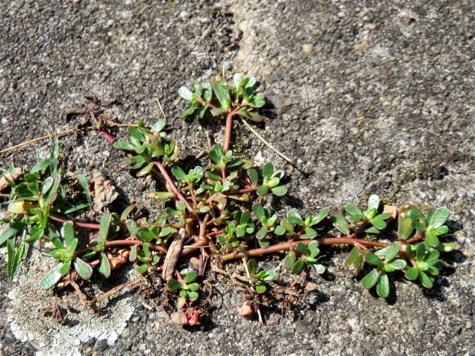 Ritzenbotanik: Portulak (Portulaca oleracea) auf Pflasterstein am Bahnhof Hockenheim