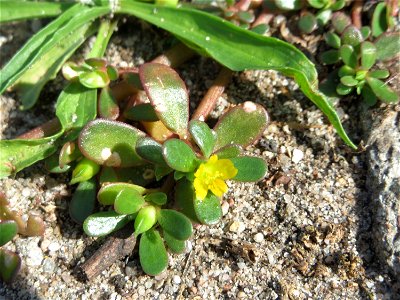 Die unscheinbare Blüte vom Portulak (Portulaca oleracea) am Bahnhof Hockenheim