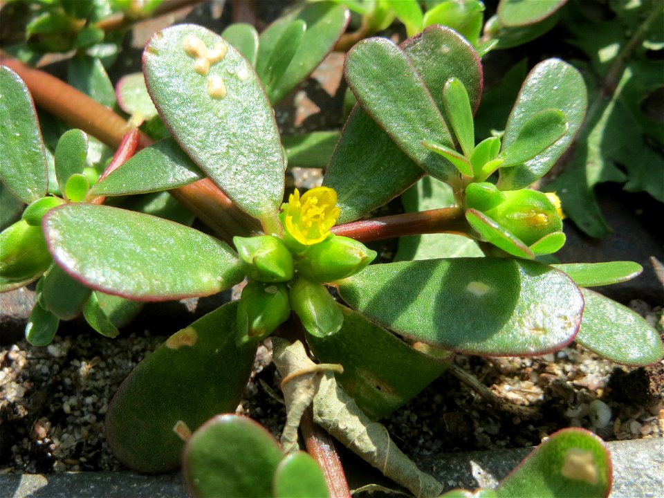 Die unscheinbare Blüte vom Portulak (Portulaca oleracea) am Bahnhof Hockenheim