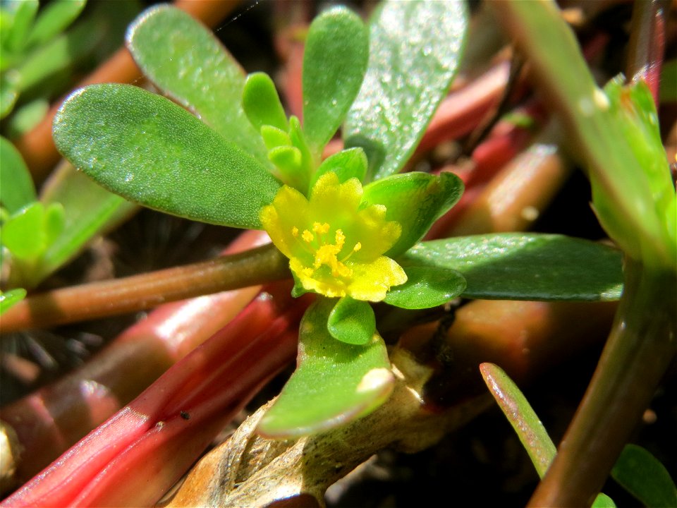 Die unscheinbare Blüte vom Portulak (Portulaca oleracea) am Bahnhof Hockenheim