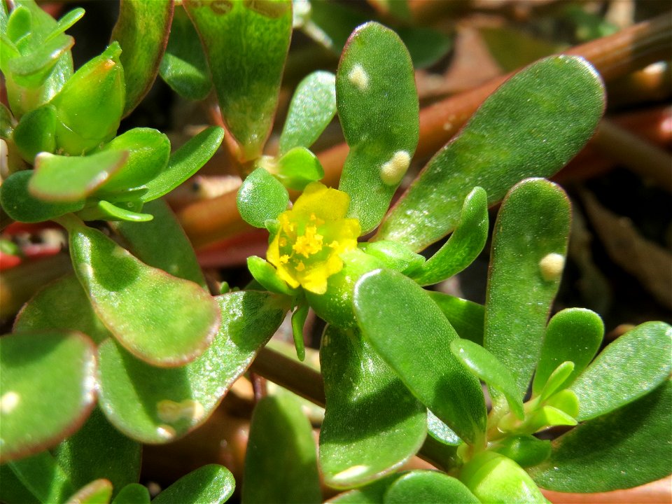 Die unscheinbare Blüte vom Portulak (Portulaca oleracea) am Bahnhof Hockenheim