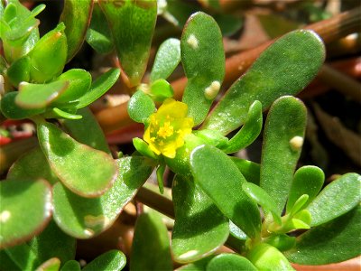 Die unscheinbare Blüte vom Portulak (Portulaca oleracea) am Bahnhof Hockenheim
