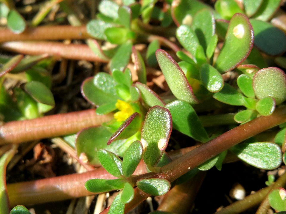 Die unscheinbare Blüte vom Portulak (Portulaca oleracea) am Bahnhof Hockenheim