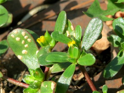 Die unscheinbare Blüte vom Portulak (Portulaca oleracea) am Bahnhof Hockenheim