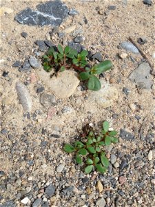 Portulak (Portulaca oleracea) auf Schotter am Bahnhof Schwetzingen