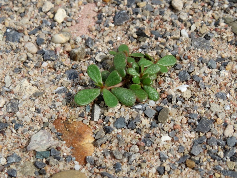 Portulak (Portulaca oleracea) auf Schotter am Bahnhof Schwetzingen