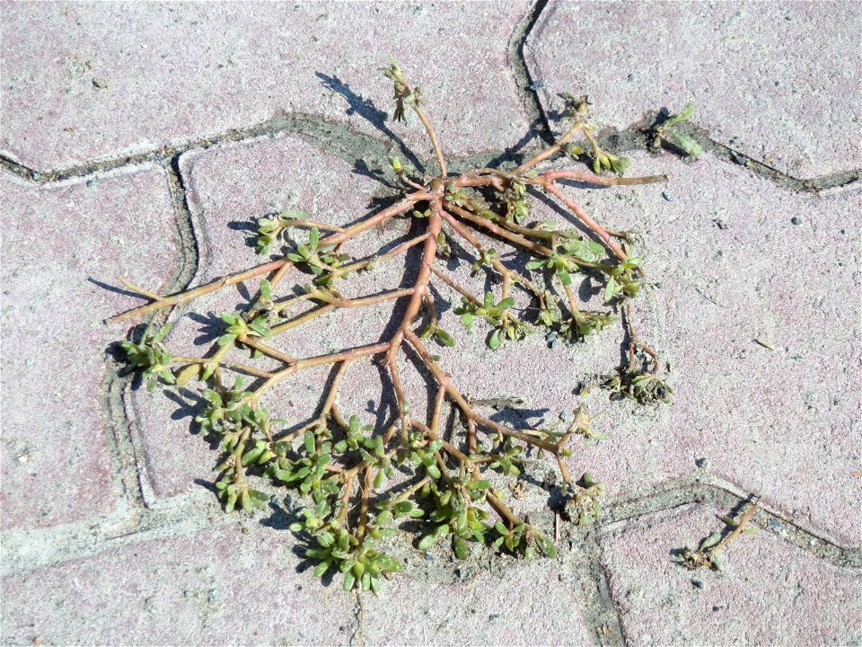 Ritzenbotanik: Portulak (Portulaca oleracea) auf Pflasterstein in Hockenheim