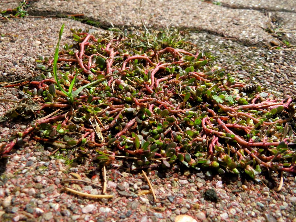 Ritzenbotanik: Portulak (Portulaca oleracea) auf Pflasterstein in Hockenheim