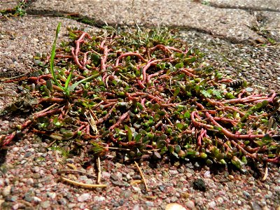 Ritzenbotanik: Portulak (Portulaca oleracea) auf Pflasterstein in Hockenheim