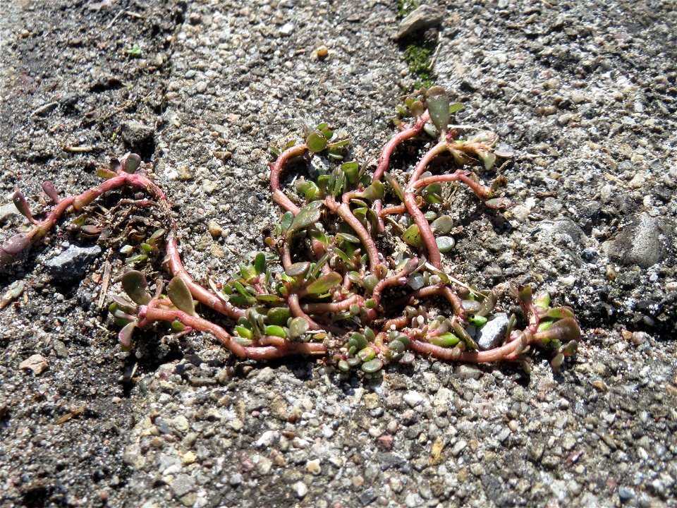 Ritzenbotanik: Portulak (Portulaca oleracea) auf Pflasterstein am Bahnhof Hockenheim