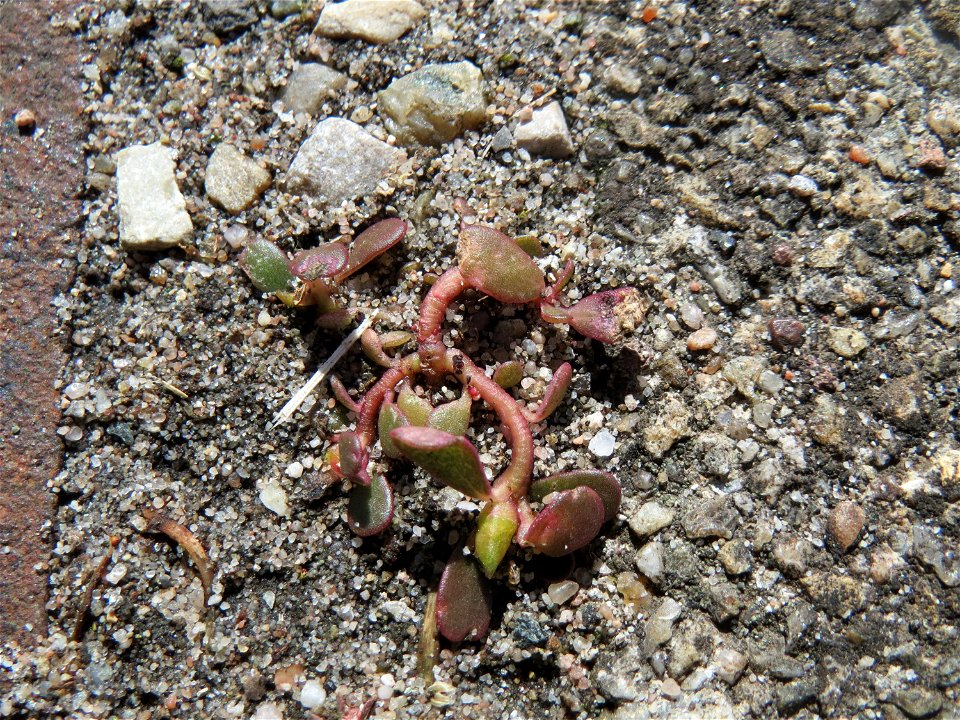 Ritzenbotanik: Portulak (Portulaca oleracea) auf Pflasterstein am Bahnhof Hockenheim