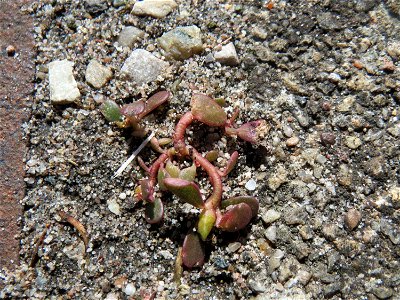 Ritzenbotanik: Portulak (Portulaca oleracea) auf Pflasterstein am Bahnhof Hockenheim