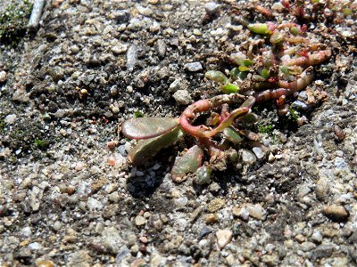 Ritzenbotanik: Portulak (Portulaca oleracea) auf Pflasterstein am Bahnhof Hockenheim