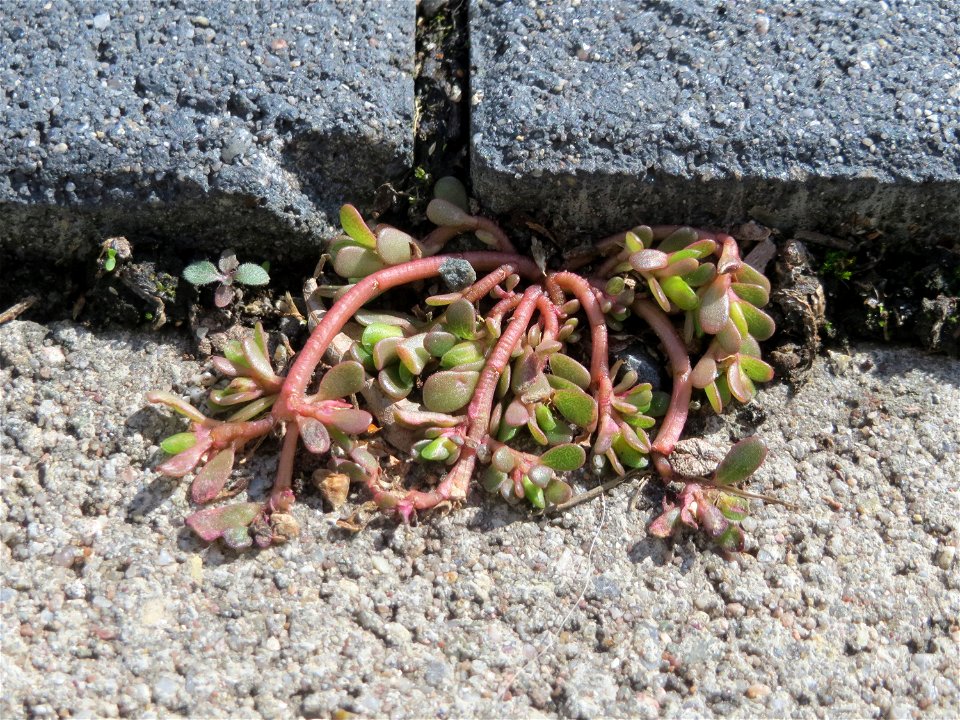Ritzenbotanik: Portulak (Portulaca oleracea) auf Pflasterstein in Oftersheim
