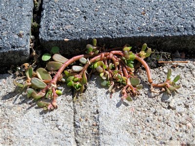 Ritzenbotanik: Portulak (Portulaca oleracea) auf Pflasterstein in Oftersheim