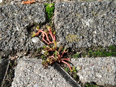 Ritzenbotanik: Portulak (Portulaca oleracea) auf Pflasterstein in Hockenheim