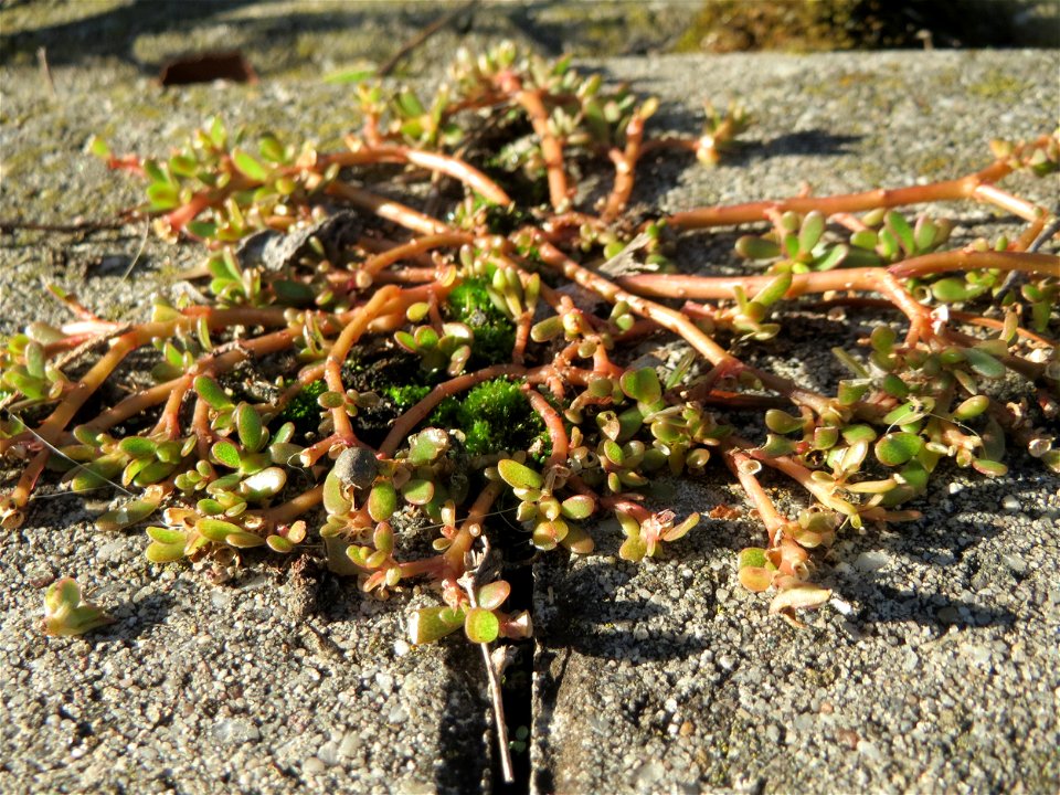 Ritzenbotanik: Portulak (Portulaca oleracea) auf Pflasterstein in Schwetzingen