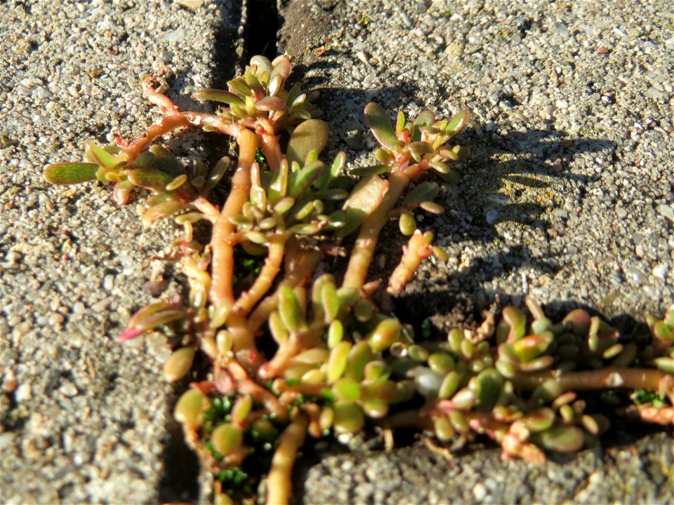 Ritzenbotanik: Portulak (Portulaca oleracea) auf Pflasterstein in Schwetzingen