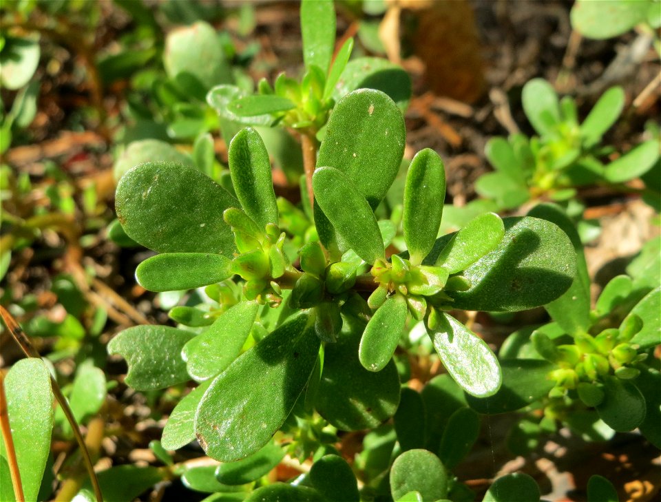 Portulak (Portulaca oleracea) am Hockenheimer Baggersee in der Schwetzinger Hardt