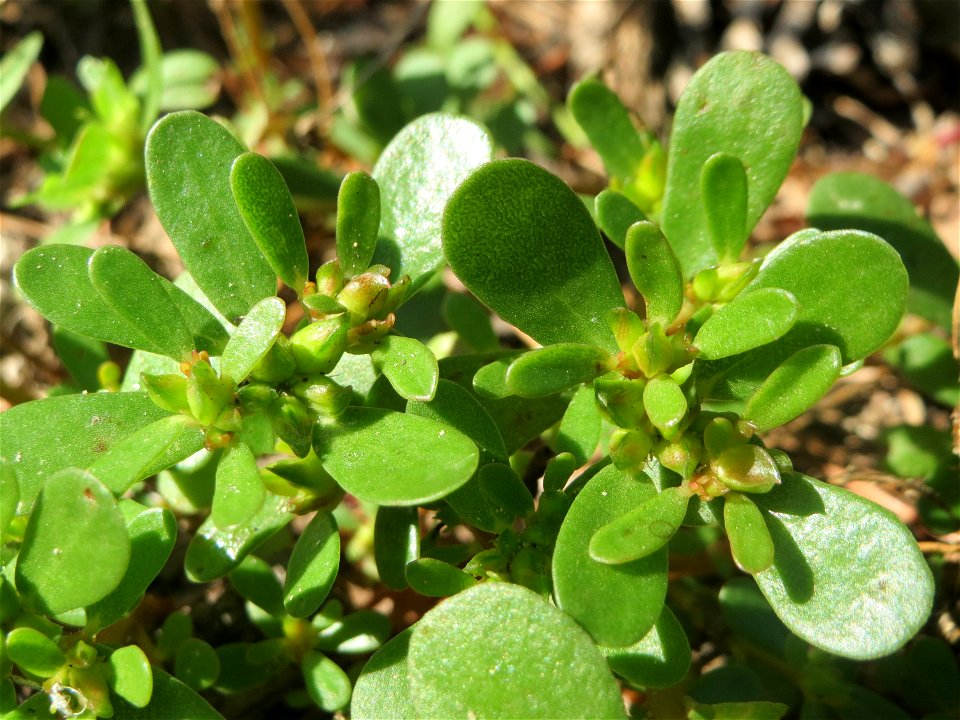 Portulak (Portulaca oleracea) am Hockenheimer Baggersee in der Schwetzinger Hardt