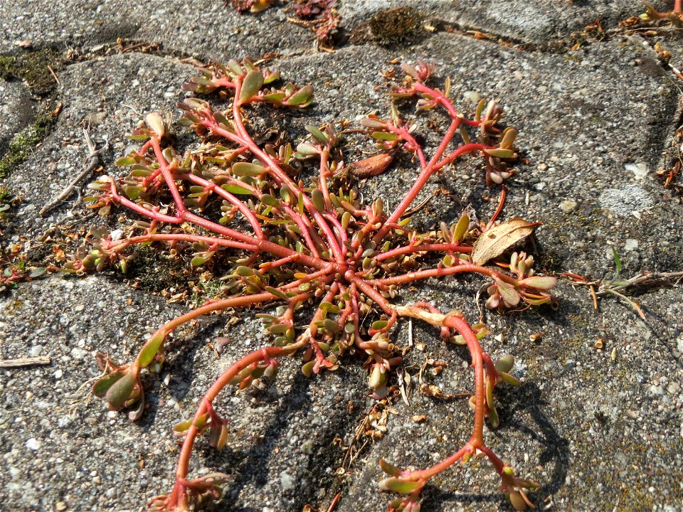 Ritzenbotanik: Portulak (Portulaca oleracea) auf Pflasterstein in der Hardtwaldsiedlung in Oftersheim