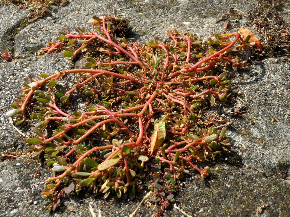 Ritzenbotanik: Portulak (Portulaca oleracea) auf Pflasterstein in der Hardtwaldsiedlung in Oftersheim