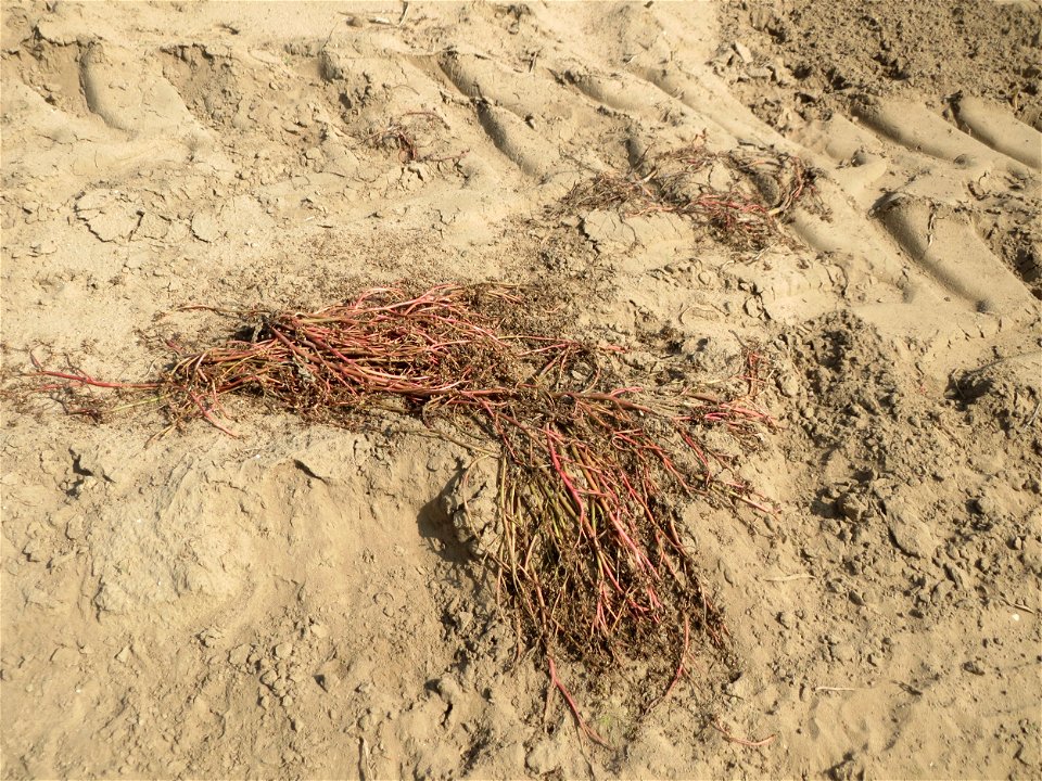 Portulak (Portulaca oleracea) auf offenem Sand einer Ackerfläche an der Westseite des Dreieichenbuckels im Landschaftsschutzgebiet „Oftersheimer Dünen“