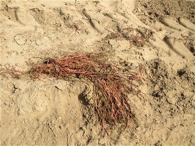 Portulak (Portulaca oleracea) auf offenem Sand einer Ackerfläche an der Westseite des Dreieichenbuckels im Landschaftsschutzgebiet „Oftersheimer Dünen“