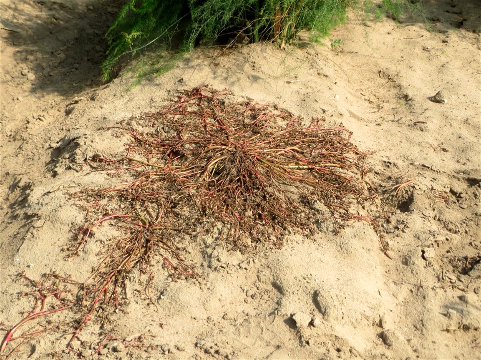 Portulak (Portulaca oleracea) auf offenem Sand eines Spargelfeldes an der Westseite des Dreieichenbuckels im Landschaftsschutzgebiet „Oftersheimer Dünen“