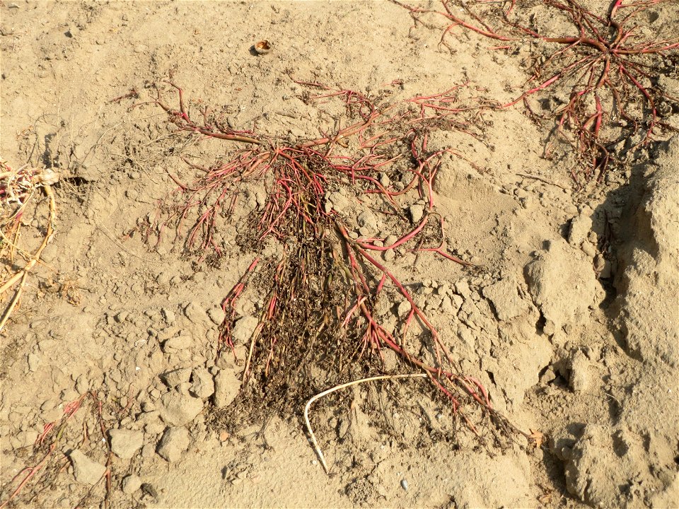 Portulak (Portulaca oleracea) auf offenem Sand eines Spargelfeldes an der Westseite des Dreieichenbuckels im Landschaftsschutzgebiet „Oftersheimer Dünen“