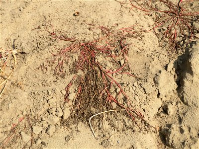 Portulak (Portulaca oleracea) auf offenem Sand eines Spargelfeldes an der Westseite des Dreieichenbuckels im Landschaftsschutzgebiet „Oftersheimer Dünen“