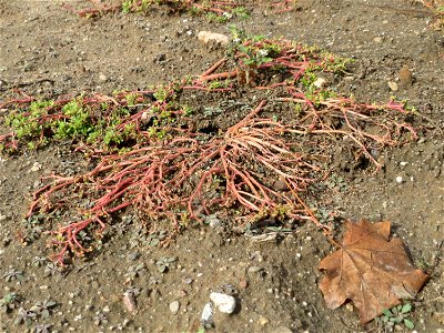 Portulak (Portulaca oleracea) auf einer sandigen Brachfläche bei in Hockenheim