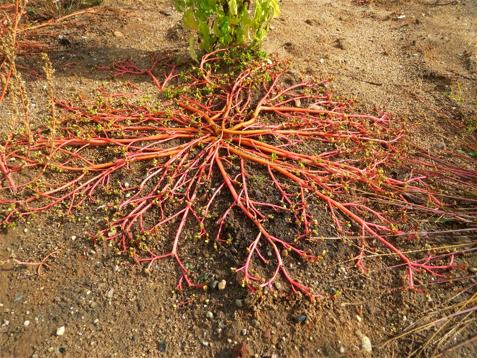 Portulak (Portulaca oleracea) auf einer sandigen Brachfläche bei in Hockenheim
