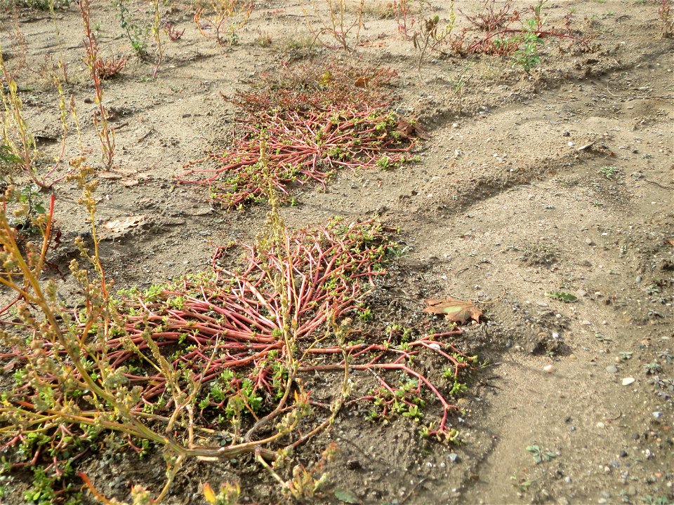 Portulak (Portulaca oleracea) auf einer sandigen Brachfläche bei in Hockenheim