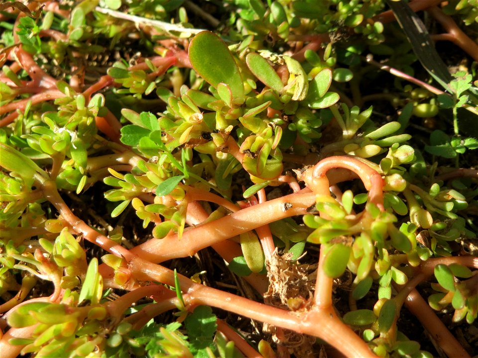 Portulak (Portulaca oleracea) auf einer Parkplatz-Wiese in Hockenheim