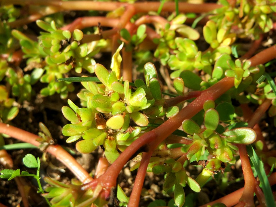 Portulak (Portulaca oleracea) auf einer Parkplatz-Wiese in Hockenheim