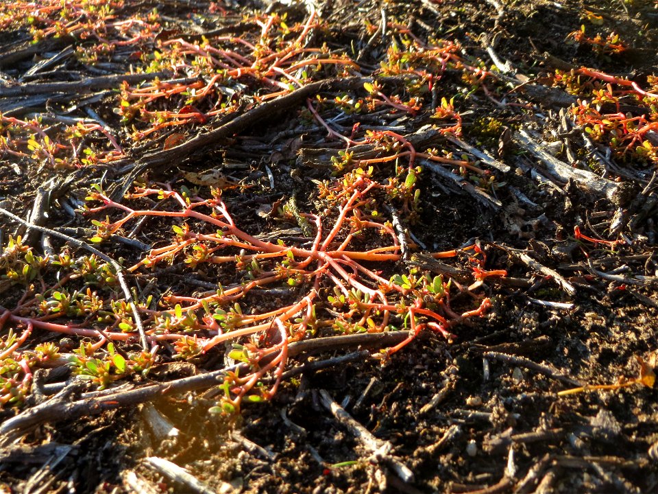 Portulak (Portulaca oleracea) bei Reilingen