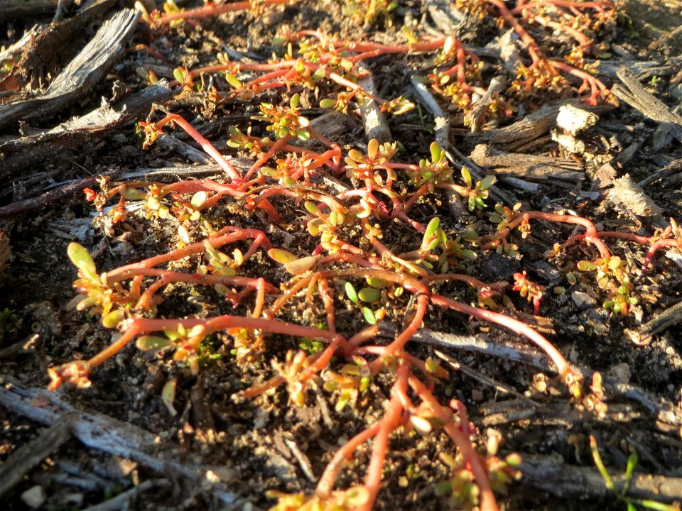 Portulak (Portulaca oleracea) bei Reilingen