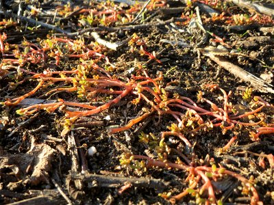 Portulak (Portulaca oleracea) bei Reilingen