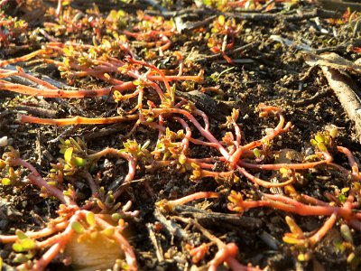 Portulak (Portulaca oleracea) bei Reilingen