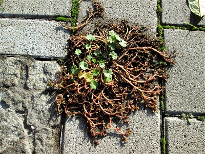 Portulak (Portulaca oleracea) zwischen Hauptbahnhof und Schloss Mannheim - um diese Jahreszeit nur noch kaum zu sehen