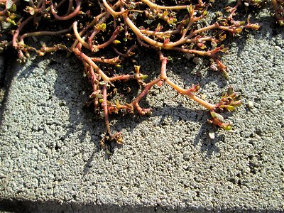 Portulak (Portulaca oleracea) zwischen Hauptbahnhof und Schloss Mannheim - um diese Jahreszeit nur noch kaum zu sehen