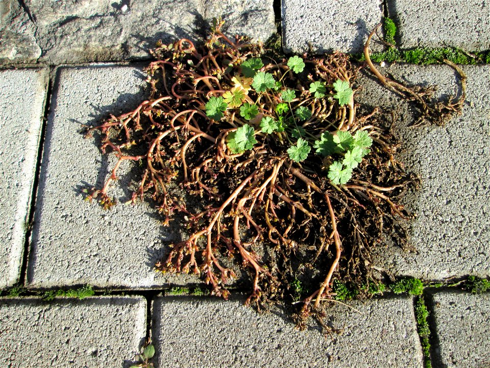 Portulak (Portulaca oleracea) zwischen Hauptbahnhof und Schloss Mannheim - um diese Jahreszeit nur noch kaum zu sehen