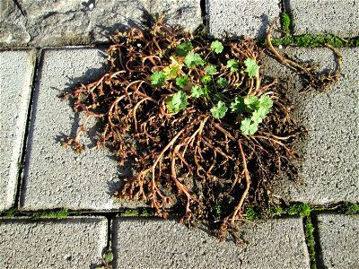 Portulak (Portulaca oleracea) zwischen Hauptbahnhof und Schloss Mannheim - um diese Jahreszeit nur noch kaum zu sehen