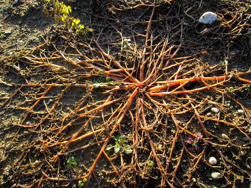 Portulak (Portulaca oleracea) auf einer sandigen Brachfläche bei Hockenheim - typische Ruderalfpflanze auf offenen Sandflächen am Ackerrand. Um diese Jahreszeit verabschiedet er sich langsam bevor er 