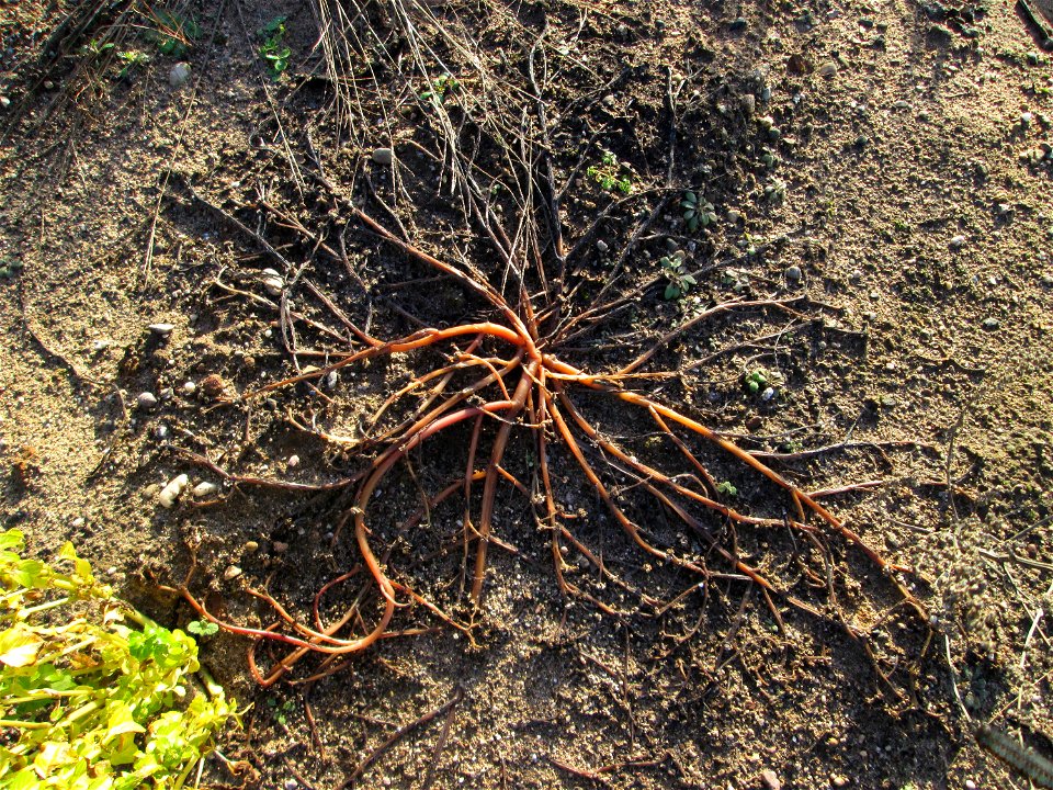 Portulak (Portulaca oleracea) auf einer sandigen Brachfläche bei Hockenheim - typische Ruderalfpflanze auf offenen Sandflächen am Ackerrand. Um diese Jahreszeit verabschiedet er sich langsam bevor er 